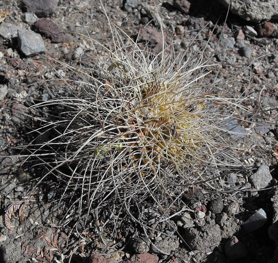Cochemiea saboae cactus with white thorns on green stems.