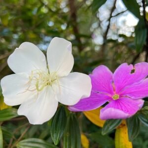 Bloeiende Manacá-da-serra in mei, paarse bloemen op groene bladeren.