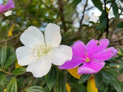 Bloeiende Manacá-da-serra in mei, paarse bloemen op groene bladeren.