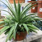 Elegante Mangave 'Pineapple Express' in een tuincentrum.
