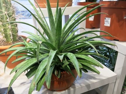 Elegante Mangave 'Pineapple Express' in een tuincentrum.
