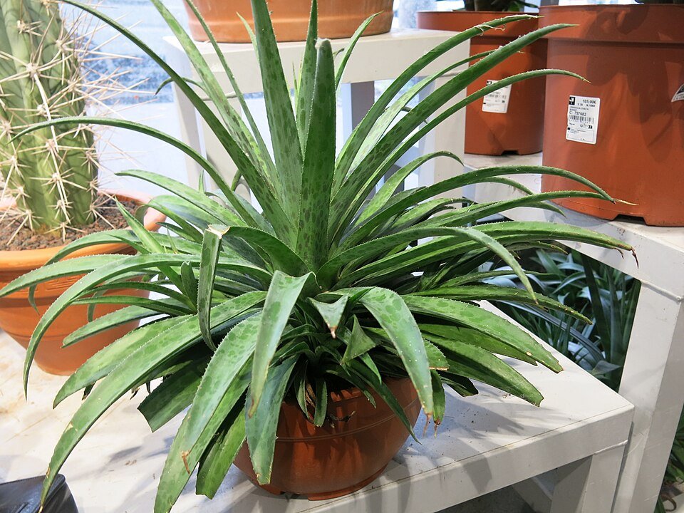 Elegante Mangave 'Pineapple Express' in een tuincentrum.