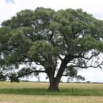 Marula olie fles met marula vruchten en bladeren op achtergrond.