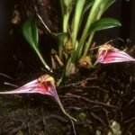 Close-up van levendige Masdevallia odontocera orchidee bloemen.