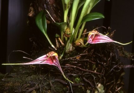 Close-up van levendige Masdevallia odontocera orchidee bloemen.