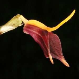 Masdevallia weberbaueri orchidee met paarse en gele bloemblaadjes en groene bladeren.