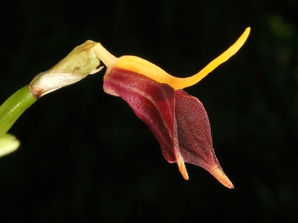 Masdevallia weberbaueri orchidee met paarse en gele bloemblaadjes en groene bladeren.