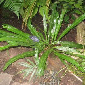Campyloneurum phyllitidis in botanische tuin.