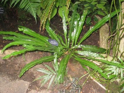 Campyloneurum phyllitidis in botanische tuin.