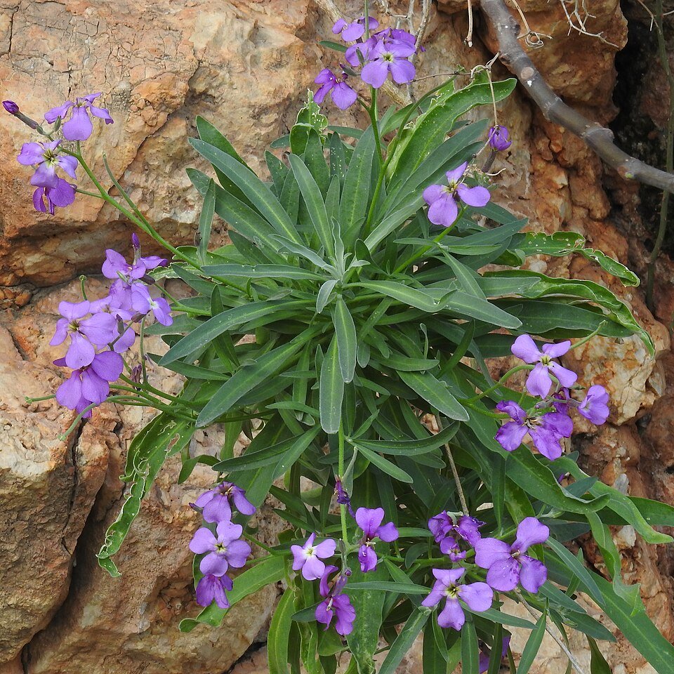 Matthiola incana bloemen in verschillende tinten roze en paars.