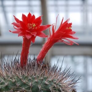 Kleurrijke Matucana formosa cactus bloeit met heldere bloemen en stekels.