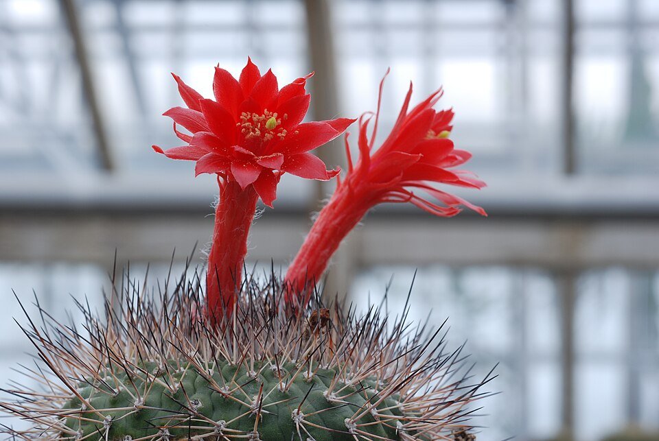 Kleurrijke Matucana formosa cactus bloeit met heldere bloemen en stekels.