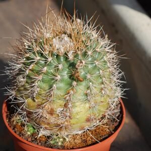 Matucana krahnii cactus met paarse en roze bloemen op groene steel.