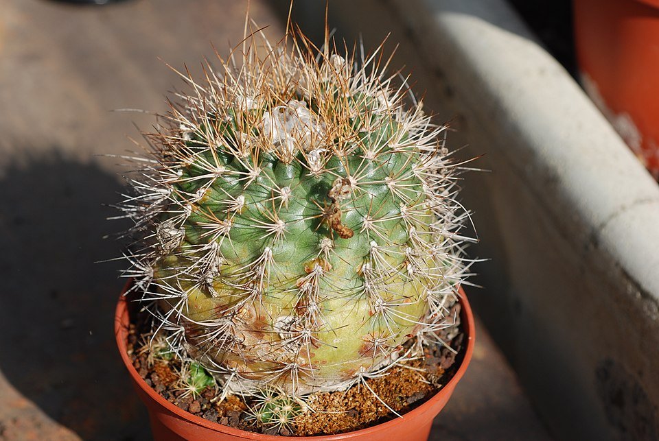 Matucana krahnii cactus met paarse en roze bloemen op groene steel.