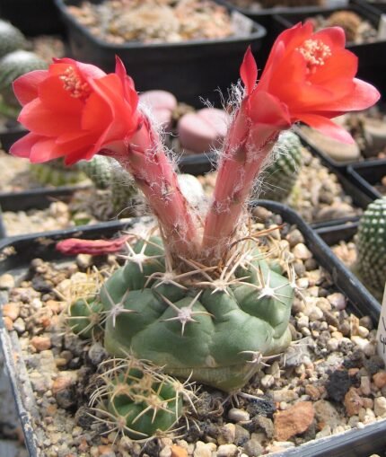 Matucana paucicostata cactus met rode bloemen op stenen achtergrond.