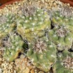 Bekijk de Matucana pujupatii cactus met heldere paarse bloemen.