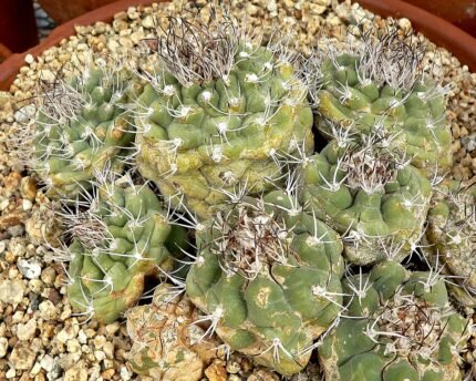 Bekijk de Matucana pujupatii cactus met heldere paarse bloemen.
