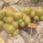 Matucana weberbaueri cactus met groene stekels en rode bloemknoppen.