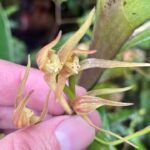 Maxillaria montezumae orchidee bloem met witte, gele en roze accenten.