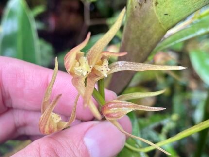 Maxillaria montezumae orchidee bloem met witte, gele en roze accenten.