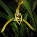 Maxillaria triloris orchidee met gele bloemen en groene bladeren in pot.