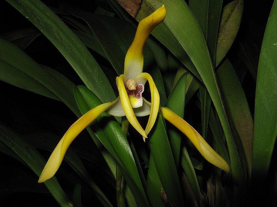 Maxillaria triloris orchidee met gele bloemen en groene bladeren in pot.