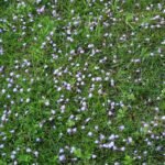 Mazus reptans plant met ronde groene bladeren en kleine paarse bloemen.