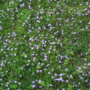 Mazus reptans plant met ronde groene bladeren en kleine paarse bloemen.