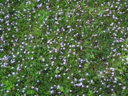Mazus reptans plant met ronde groene bladeren en kleine paarse bloemen.