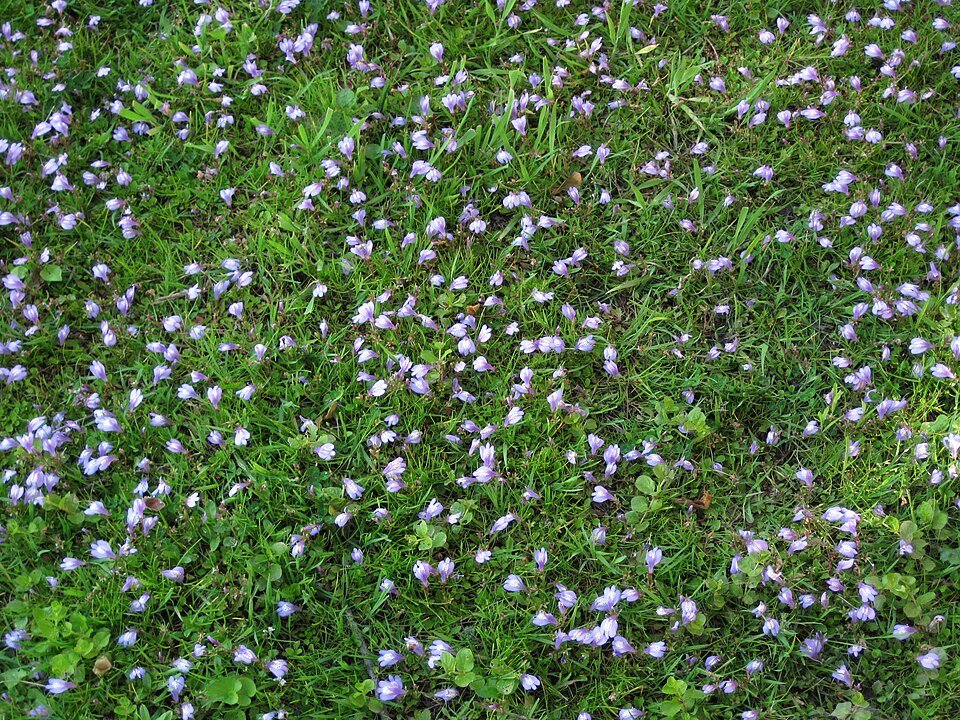 Mazus reptans plant met ronde groene bladeren en kleine paarse bloemen.