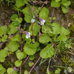 Mazus surculosus plant met kleine blauwe bloemen op lichte achtergrond.