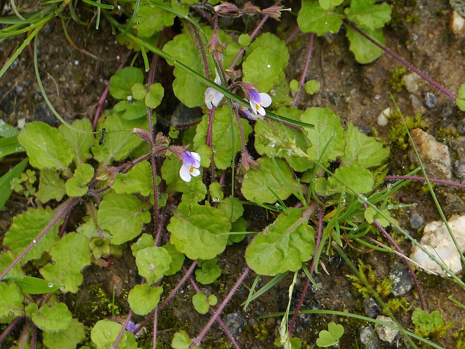 Mazus surculosus plant met kleine blauwe bloemen op lichte achtergrond.