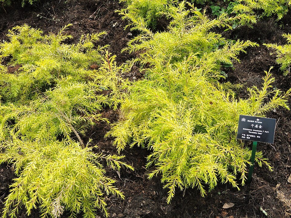 Melaleuca bracteata in botanische tuin - bloeiende struik met witte bloemen.