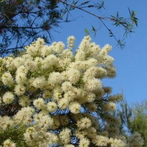 Melaleuca decora - Decoratieve Papierbast met schilferige schors.