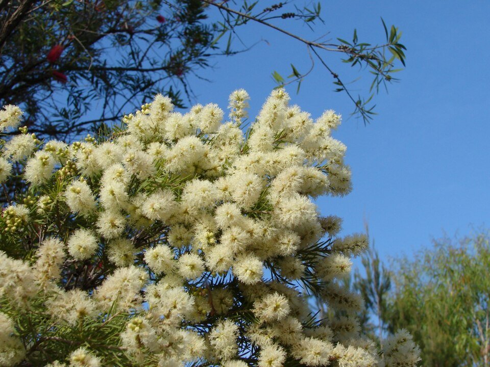 Melaleuca decora - Decoratieve Papierbast met schilferige schors.