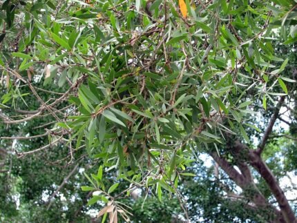Melaleuca leucadendra bladeren in close-up.