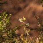Melaleuca trichostachya plant met witte bloemen in Queensland landschap.