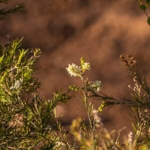 Melaleuca trichostachya plant met witte bloemen in Queensland landschap.