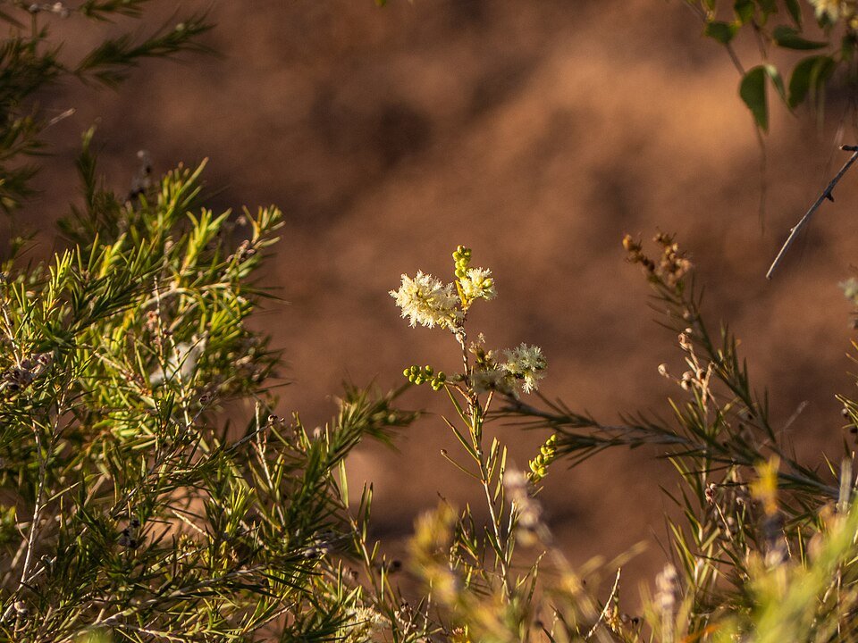 Melaleuca trichostachya plant met witte bloemen in Queensland landschap.