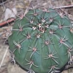 Melocactus braunii cactus met rode vruchten in Bahia, Brazilië.