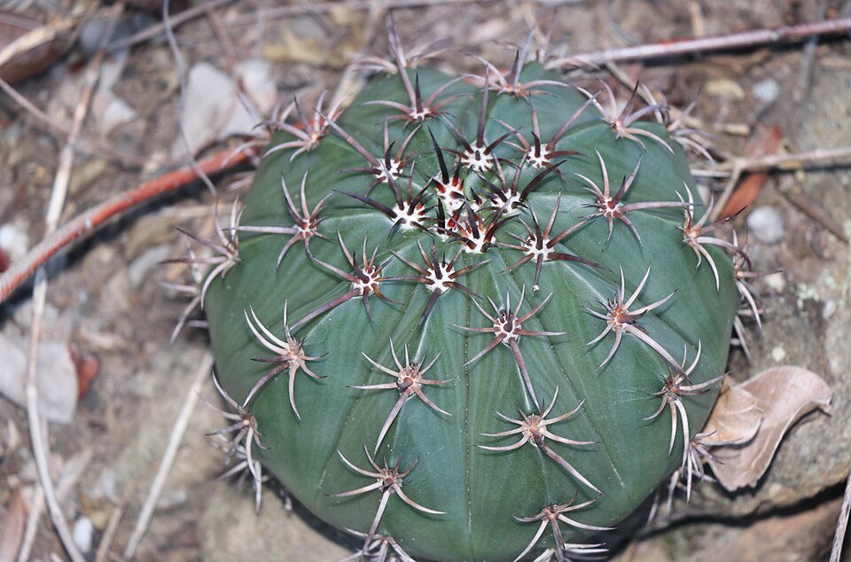 Melocactus braunii cactus met rode vruchten in Bahia, Brazilië.