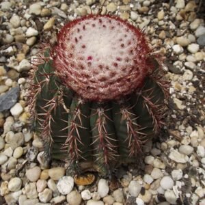 Melocactus conoideus cactus met groene kegelvormige stam en rode bloemen.