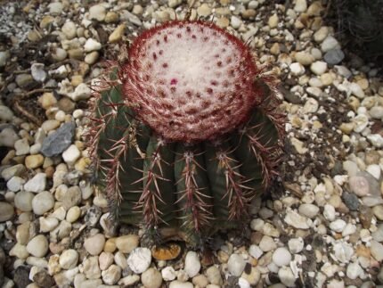 Melocactus conoideus cactus met groene kegelvormige stam en rode bloemen.