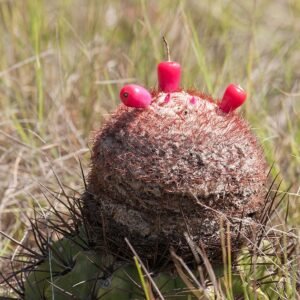 Melocactus curvispinus cactusplant met rijpe rode vrucht in een woestijnlandschap.