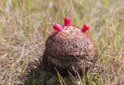 Melocactus curvispinus cactusplant met rijpe rode vrucht in een woestijnlandschap.