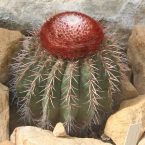 Melocactus lanssensianus cactus met levendige roze en groene kleuren op geribbeld oppervlak.