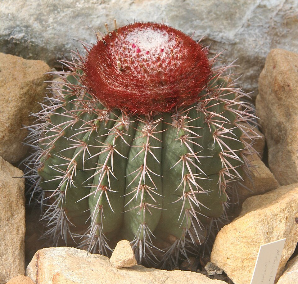 Melocactus lanssensianus cactus met levendige roze en groene kleuren op geribbeld oppervlak.