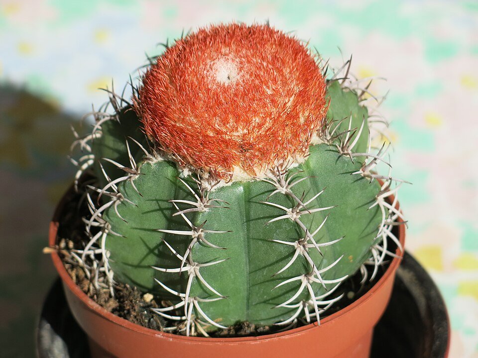 Melocactus matanzanus cactus met rode bloemknoppen op witte achtergrond.