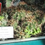 Melocactus neryi cactus met lange groene stam en rode doornen in Botanische Tuin Kaisaniemi, Helsinki.