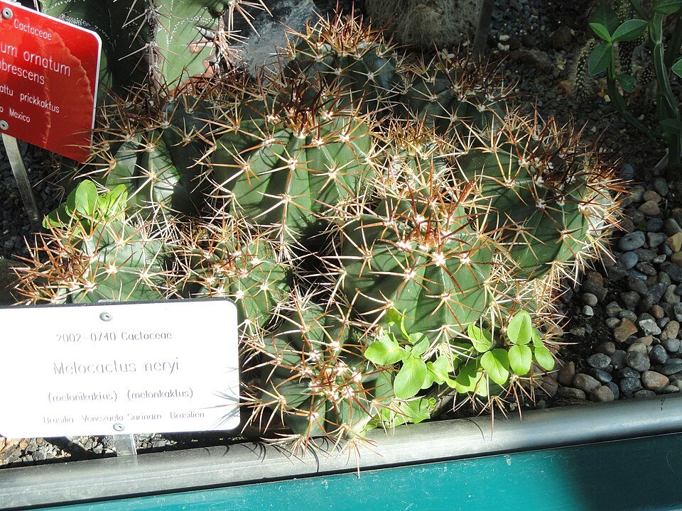 Melocactus neryi cactus met lange groene stam en rode doornen in Botanische Tuin Kaisaniemi, Helsinki.